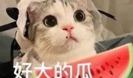 一小时吃瓜网红,揭秘网络红人的瓜田生活
