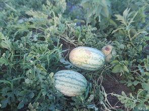 有啥吃瓜的论坛,一网打尽娱乐圈最新动态